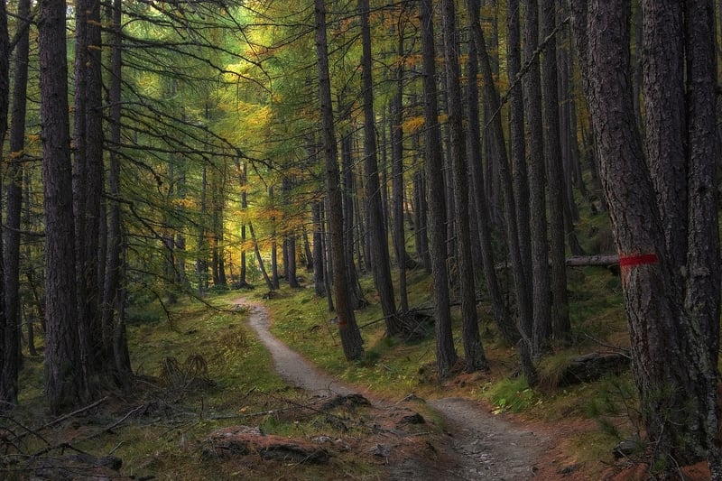 Forest Bathing Experience